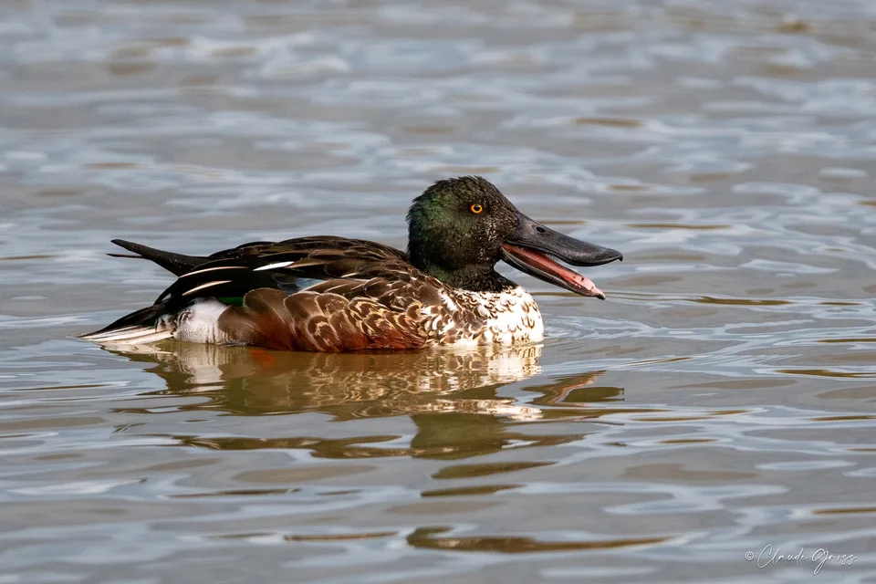 Canard souchet
