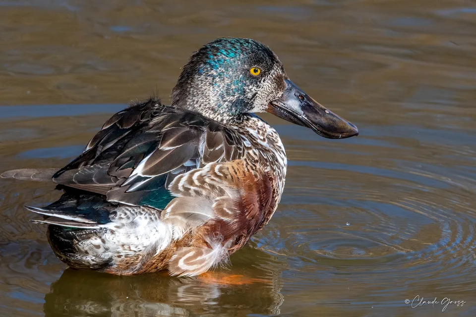 Canard souchet