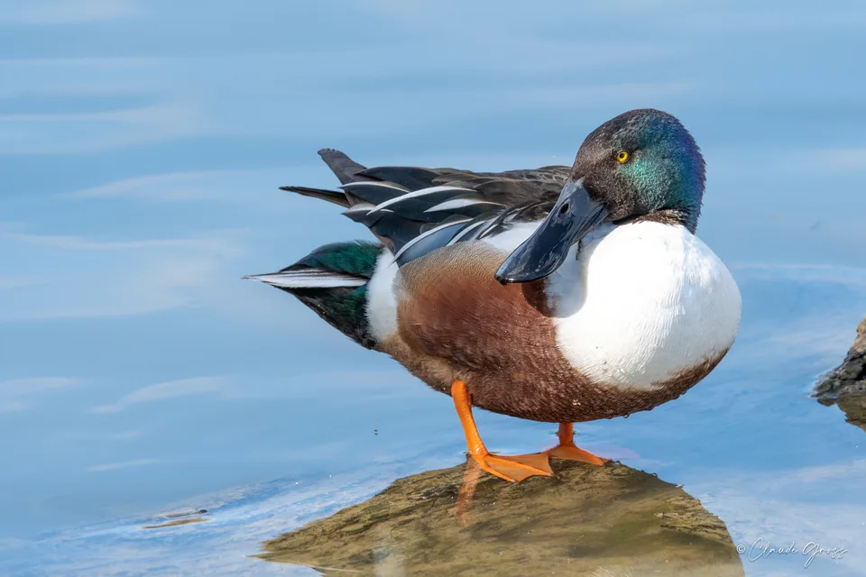 Canard souchet