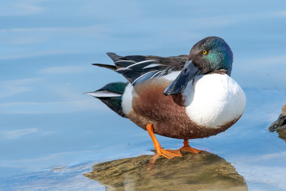 Canard souchet