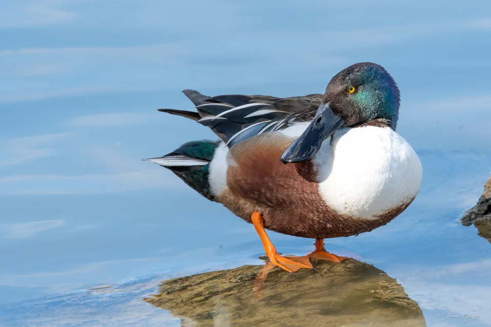 Canard souchet