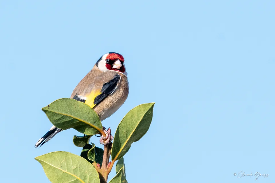 Chardonneret élégant