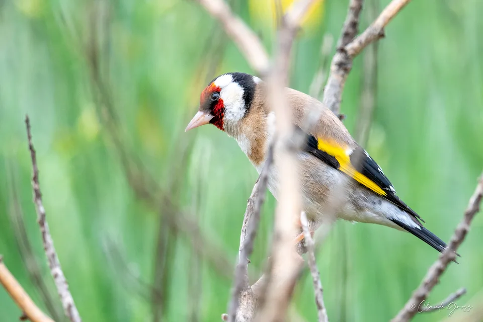 Chardonneret élégant