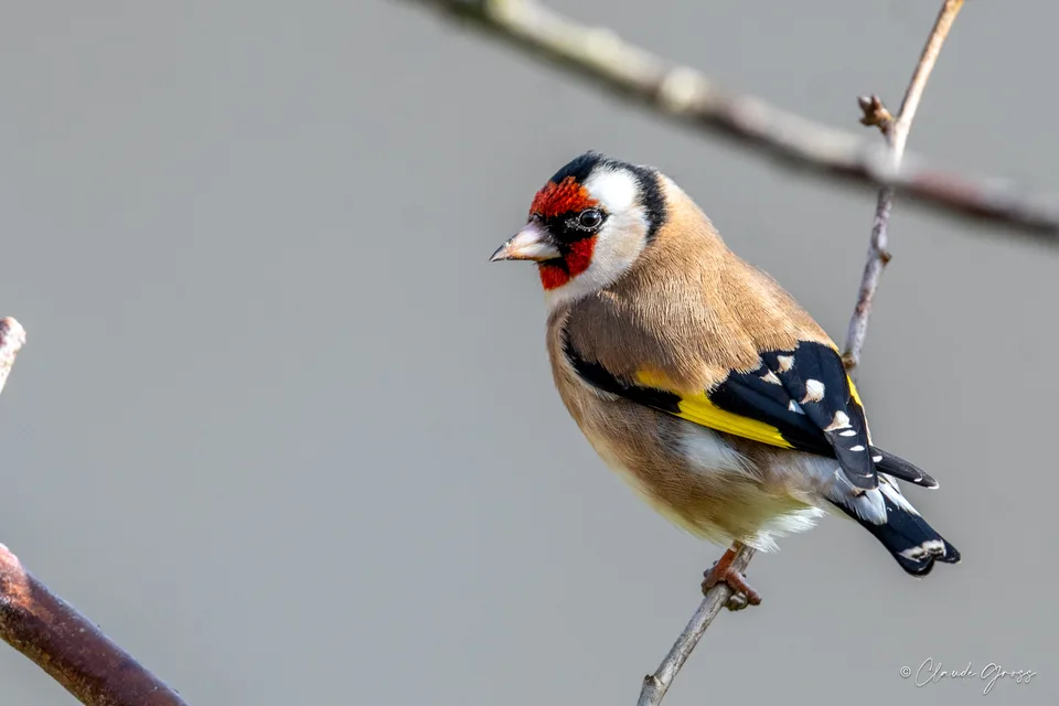Chardonneret élégant