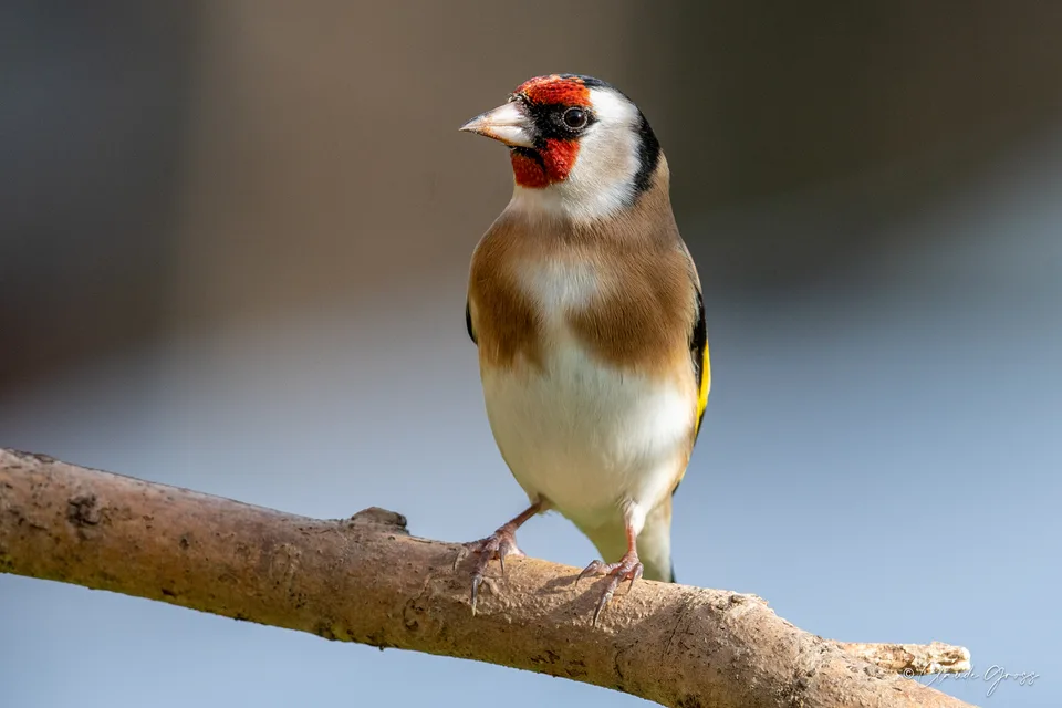 Chardonneret élégant