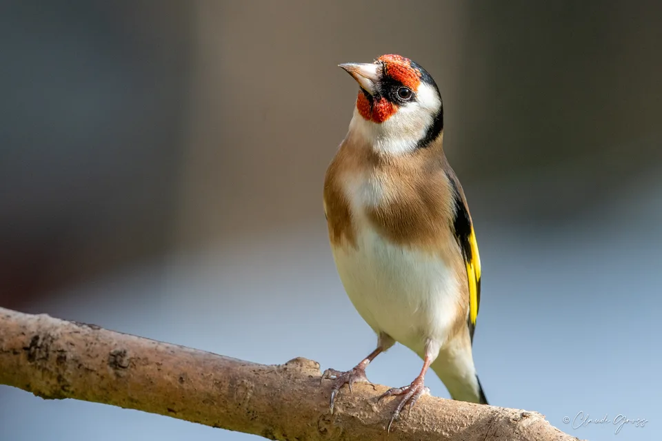 Chardonneret élégant