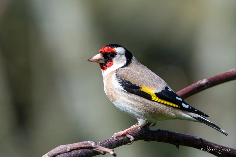 Chardonneret élégant