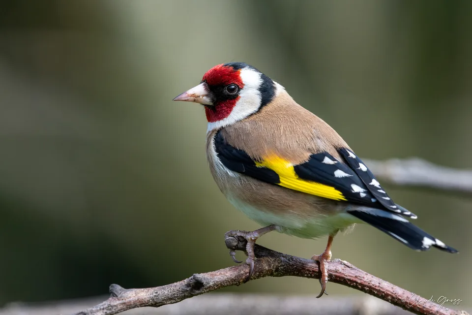 Chardonneret élégant