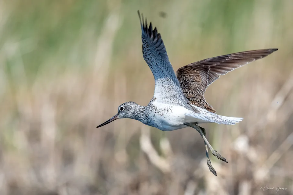 Chevalier aboyeur