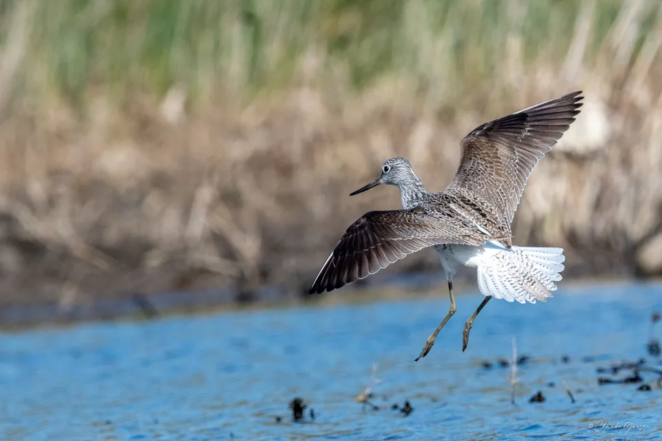 Chevalier aboyeur