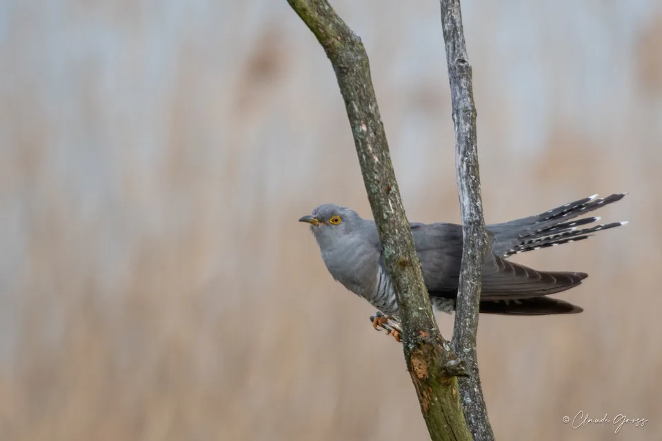 Coucou gris
