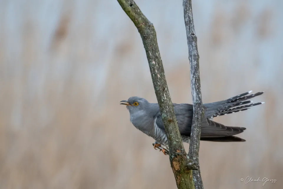 Coucou gris