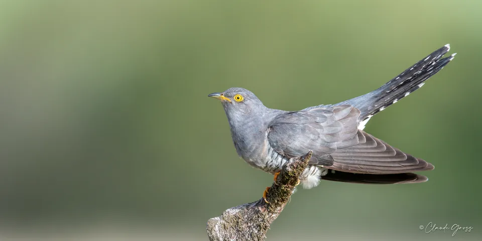 Coucou gris