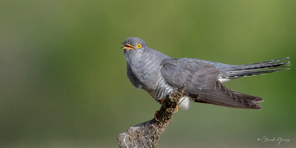 Coucou gris