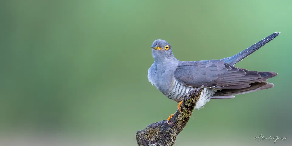 Coucou gris