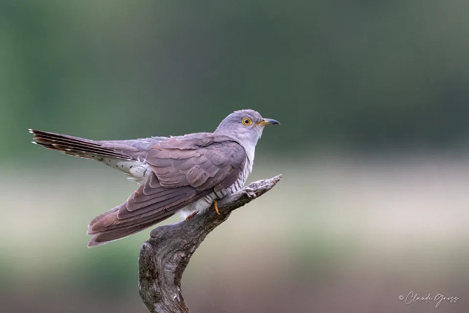 Coucou gris