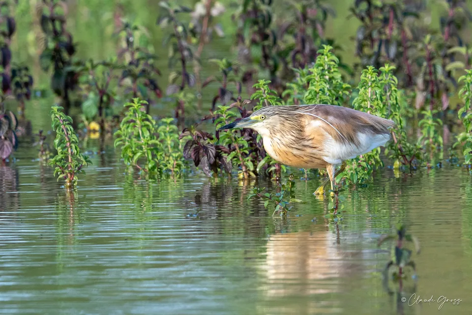 Crabier chevelu