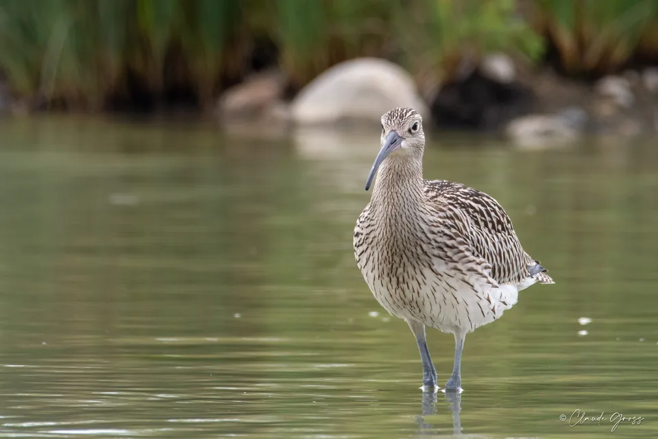 Courlis cendré
