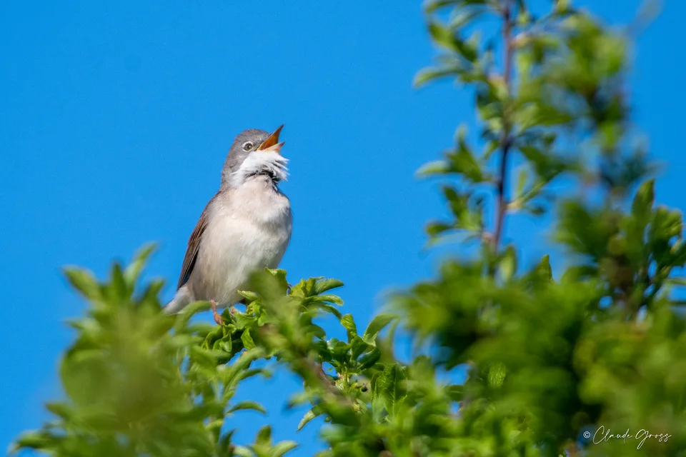 Fauvette grisette