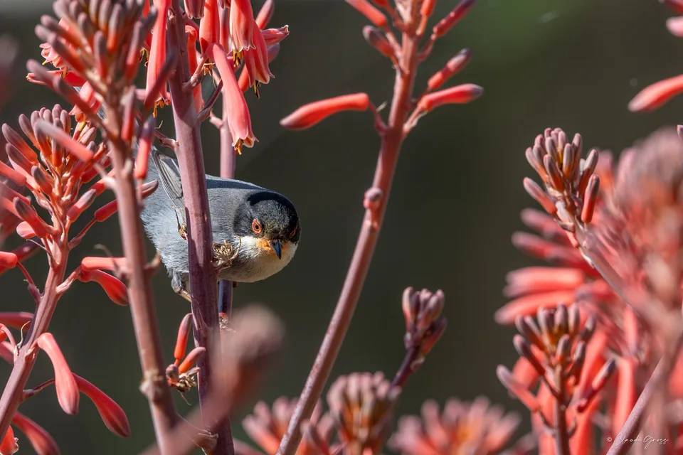 Fauvette mélanocéphale