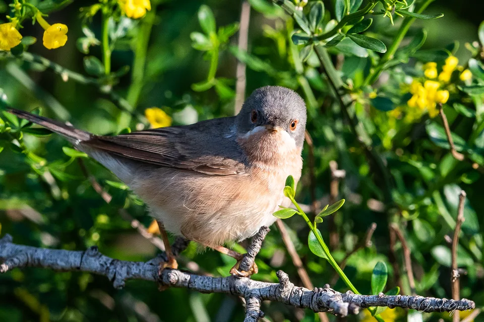 Fauvette passerinette