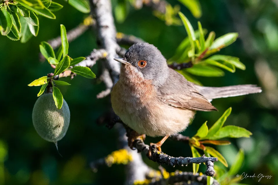 Fauvette passerinette