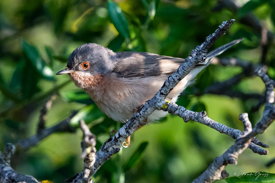 Fauvette passerinette