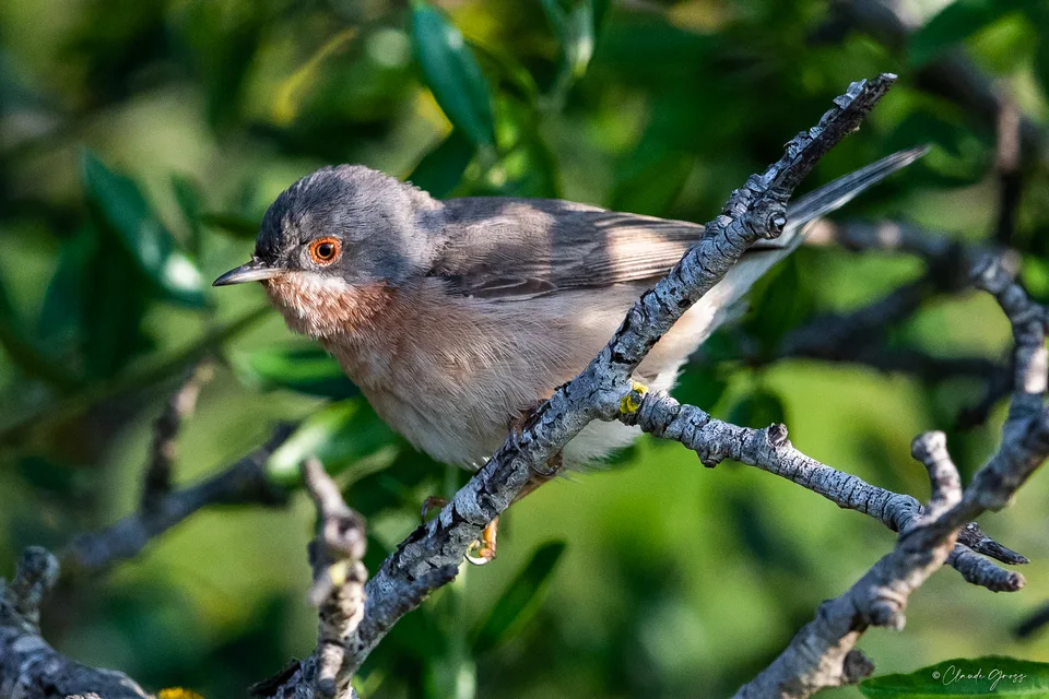 Fauvette passerinette