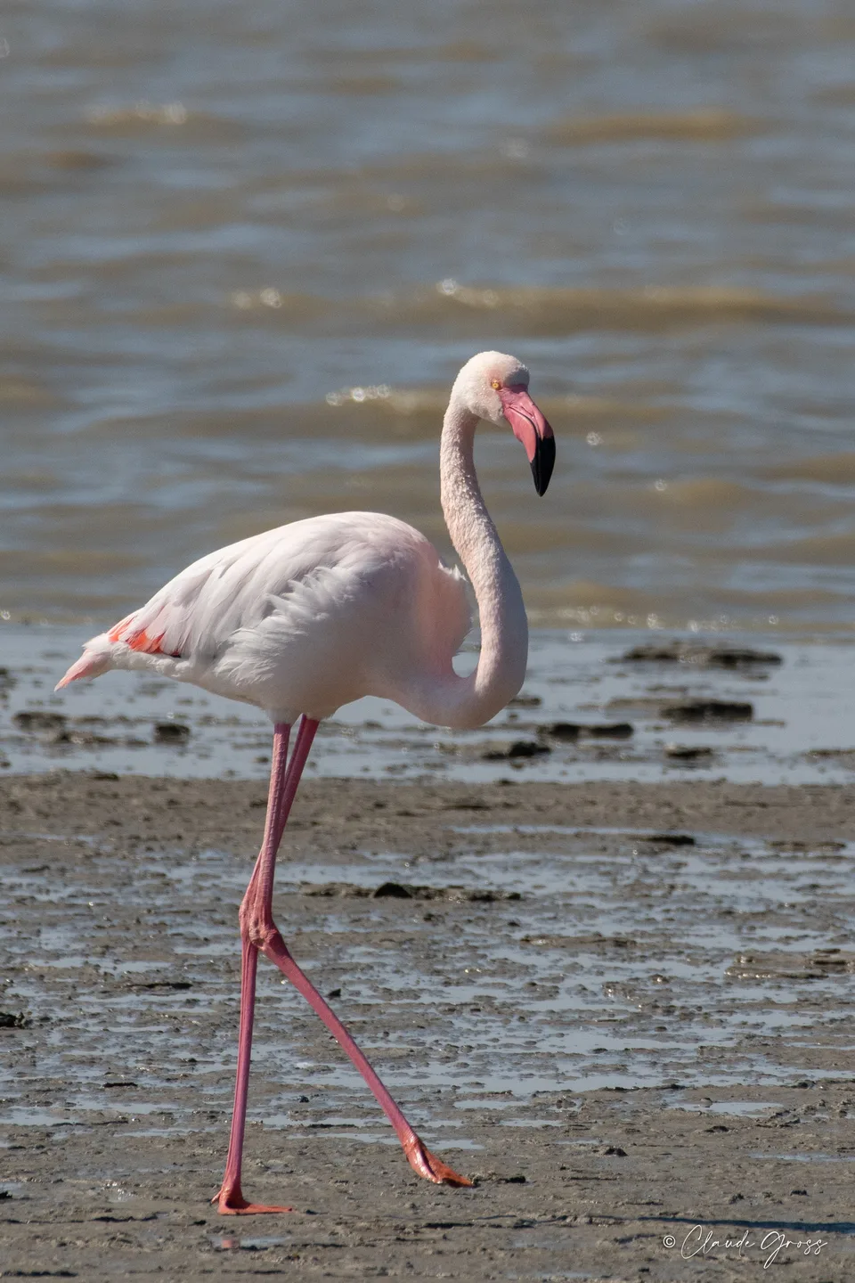 Flamant rose