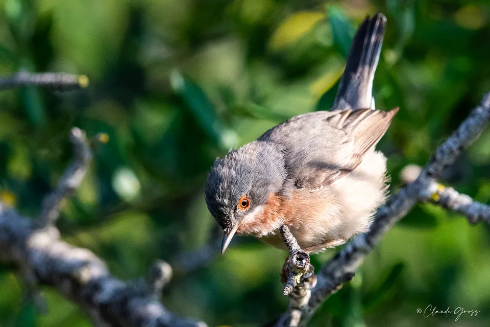Fauvette passerinette