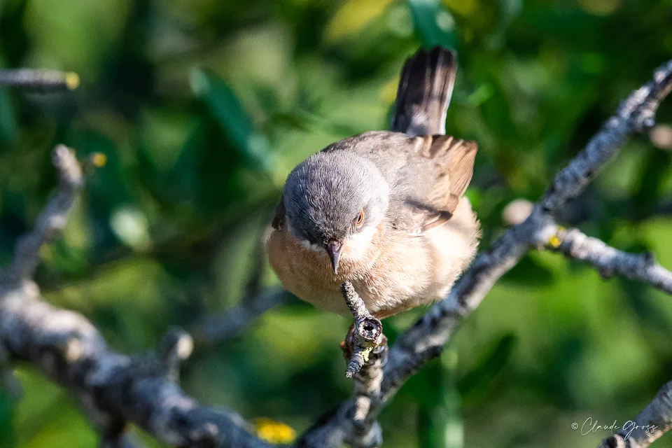 Fauvette passerinette