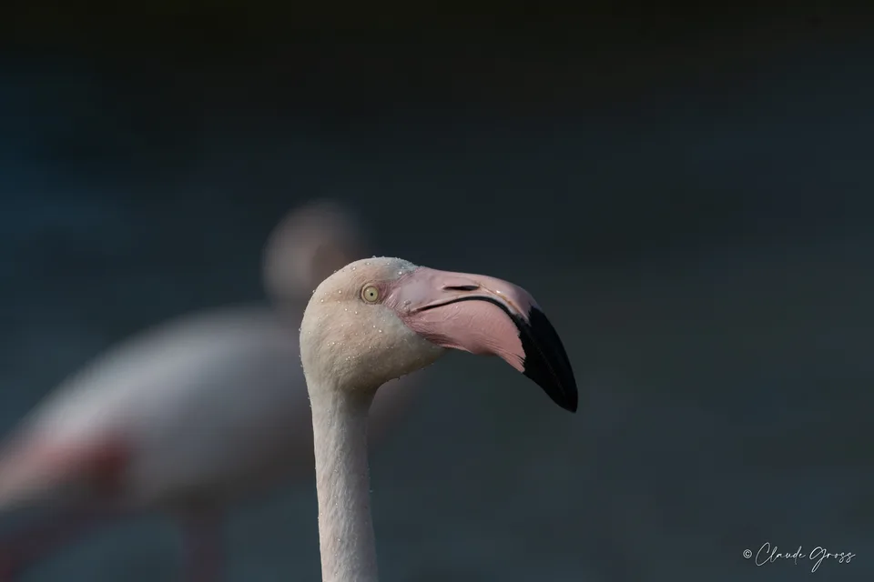 Flamant rose