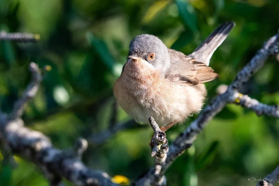 Fauvette passerinette