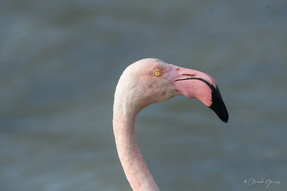Flamant rose