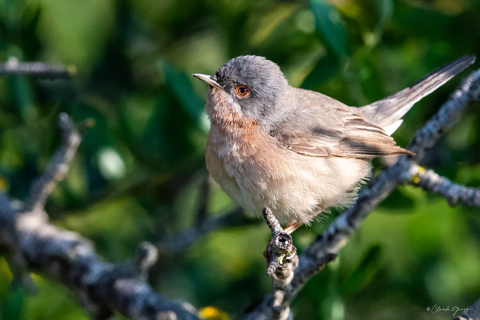 Fauvette passerinette