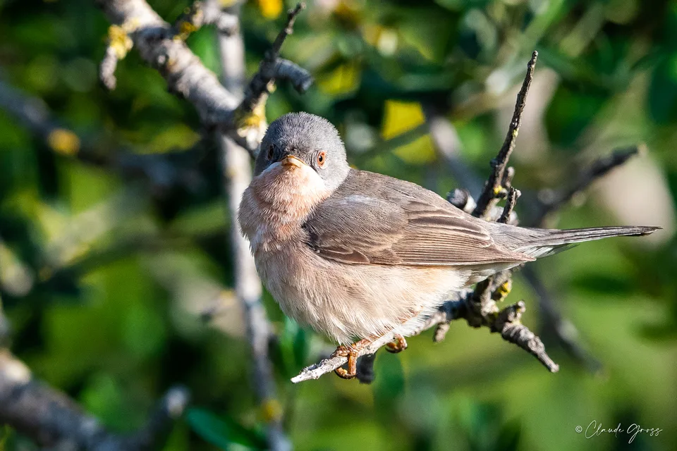 Fauvette passerinette