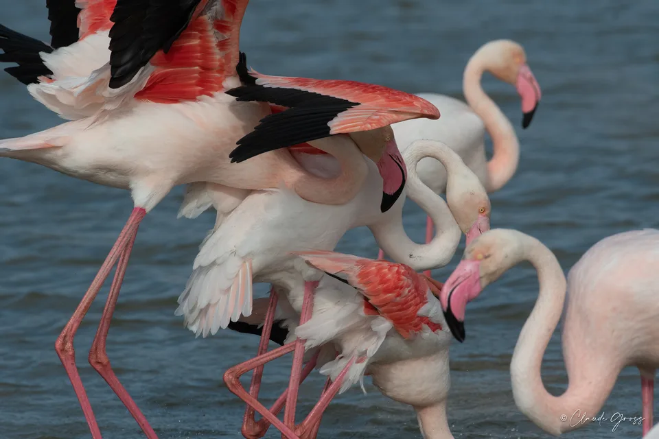 Flamant rose