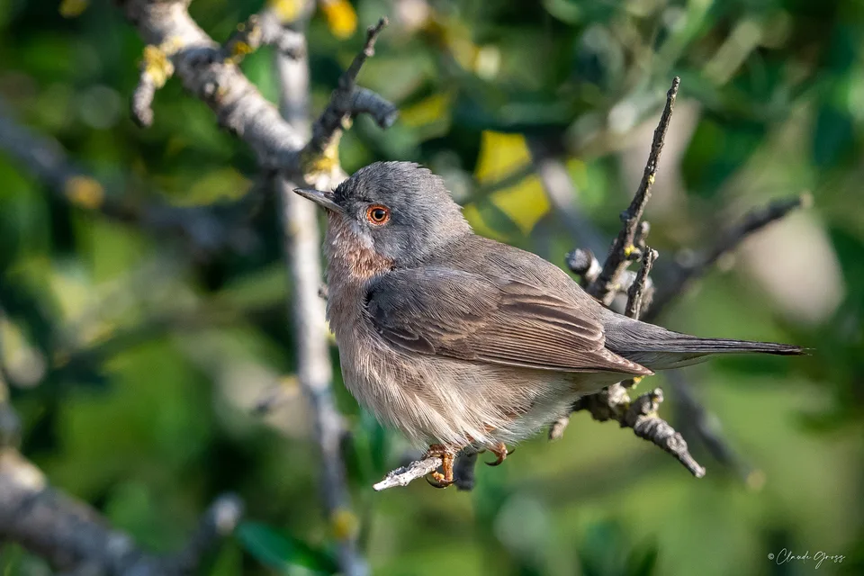 Fauvette passerinette
