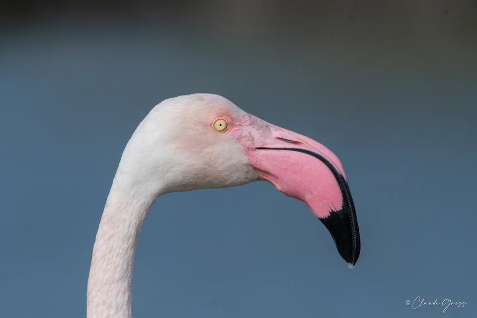 Flamant rose