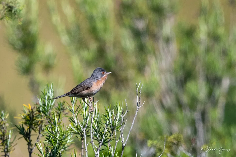 Fauvette passerinette