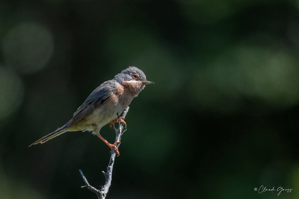 Fauvette passerinette