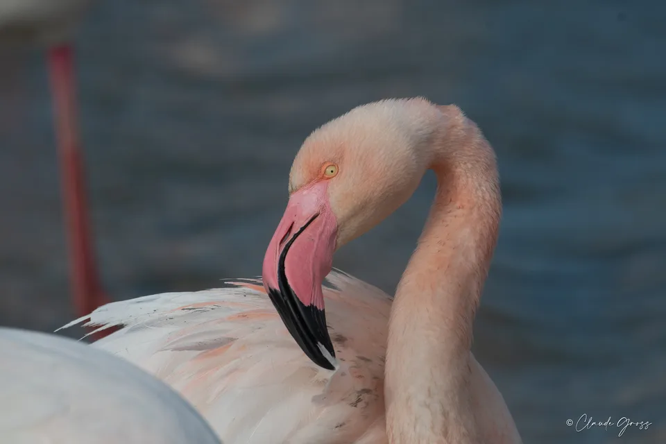 Flamant rose
