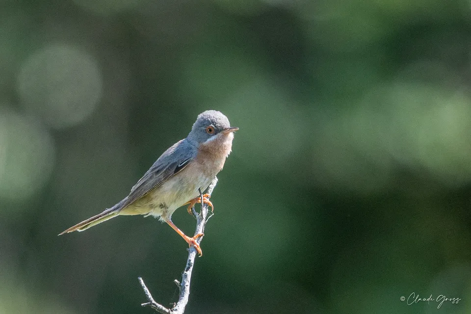 Fauvette passerinette