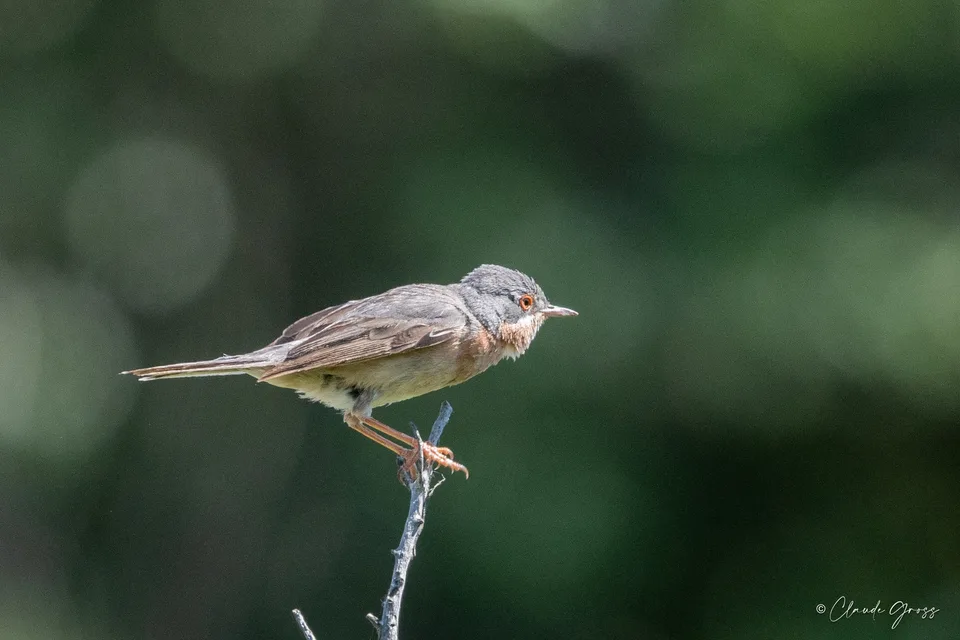Fauvette passerinette