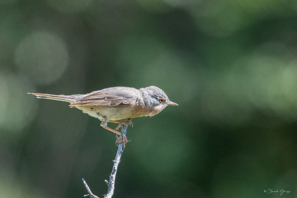 Fauvette passerinette