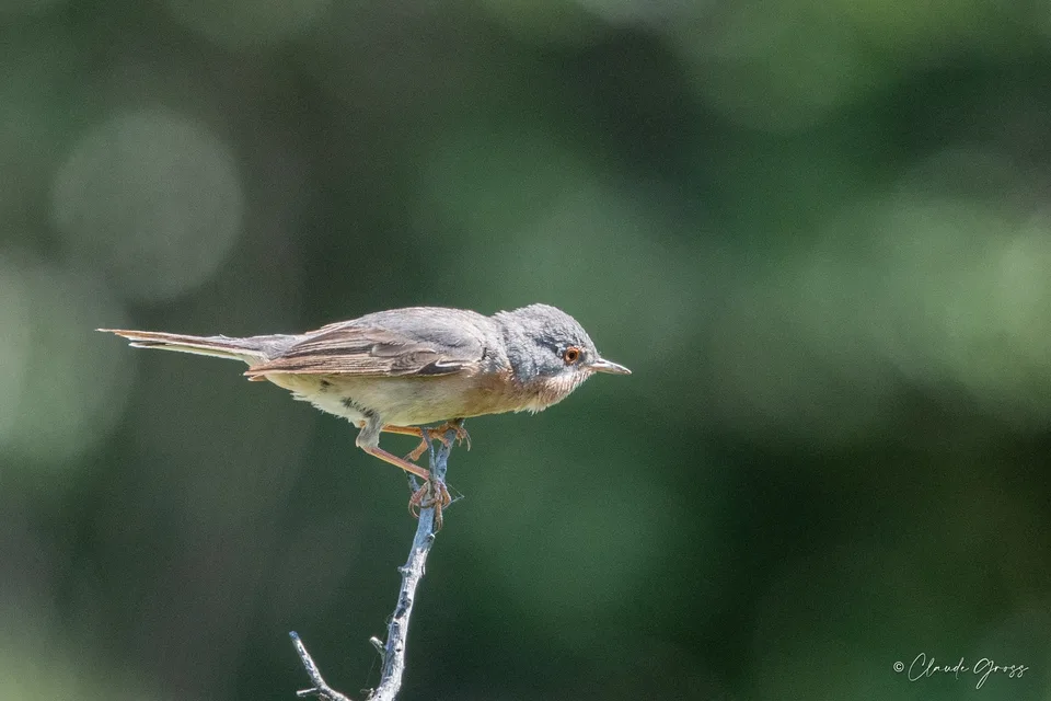 Fauvette passerinette