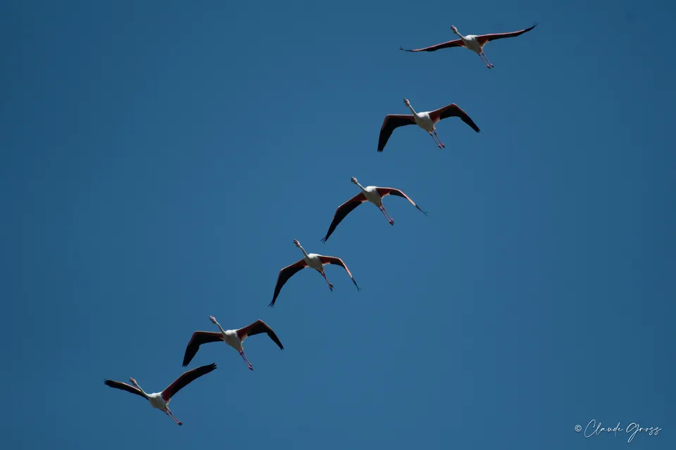 Flamant rose