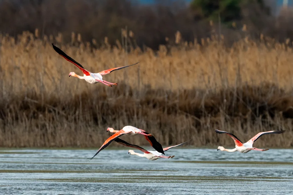 Flamant rose