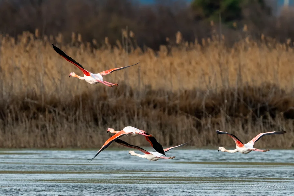 Flamant rose