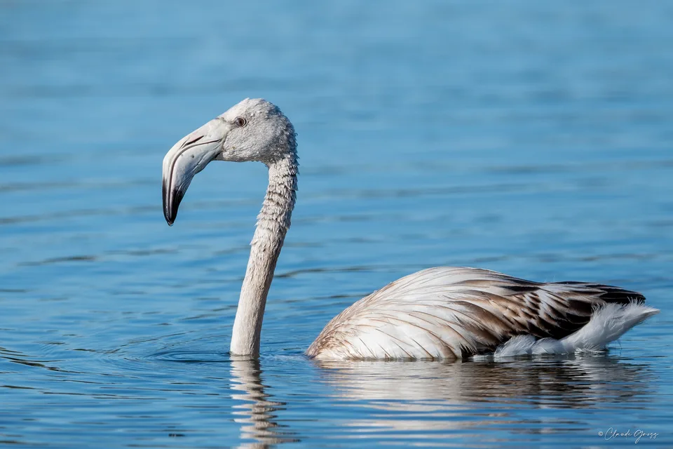 Flamand rose